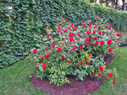 Шиповники - видовые розы