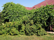 Вертикальное озеленение - лианы